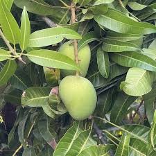 madrashi hafush mango